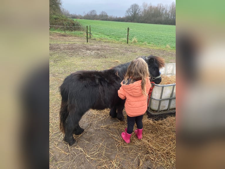 Shetland Castrone 2 Anni Morello in Boxtel