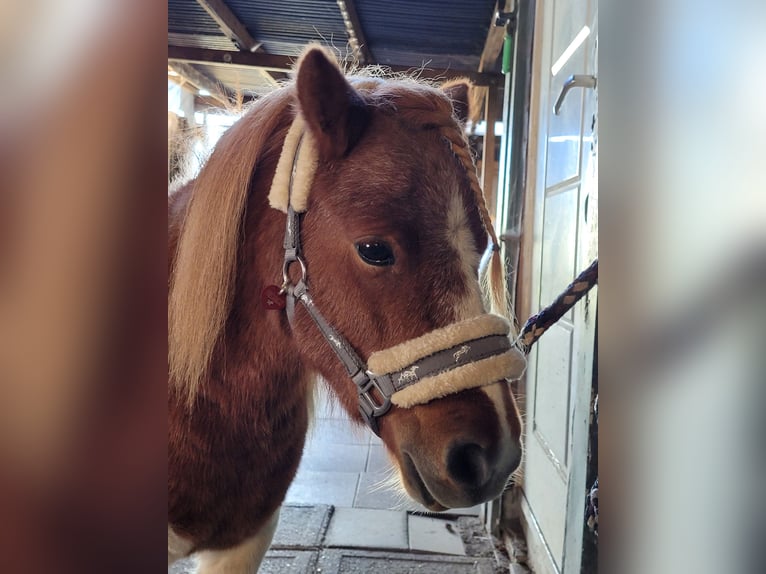 Shetland Castrone 2 Anni Pezzato in Itzehoe