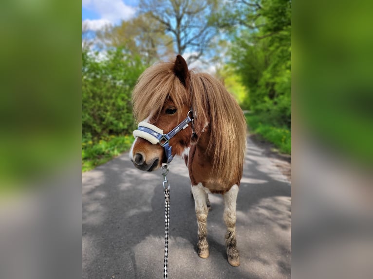 Shetland Castrone 2 Anni Pezzato in Itzehoe