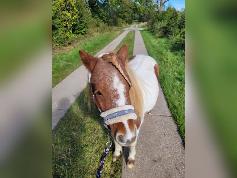 Shetland Castrone 2 Anni Pezzato in Itzehoe