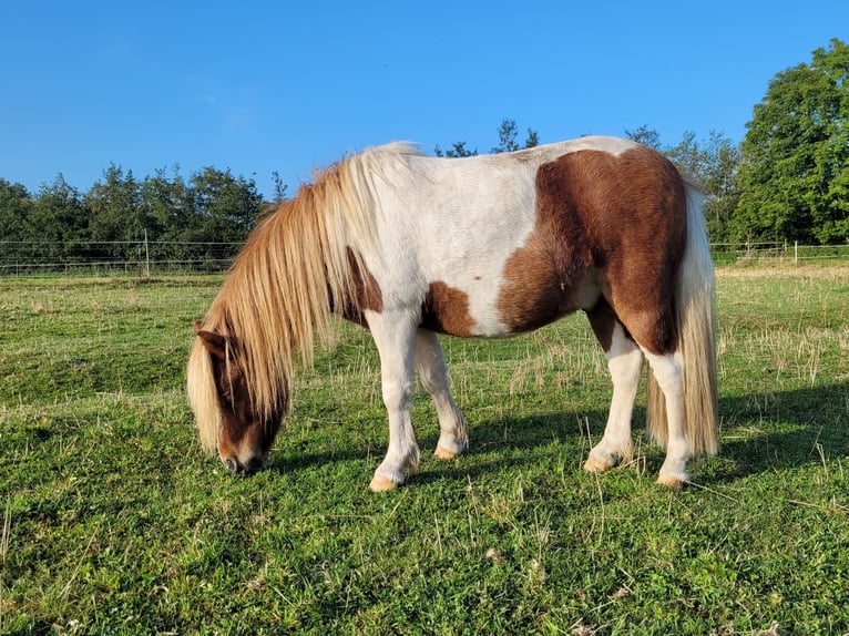 Shetland Castrone 2 Anni Pezzato in Itzehoe