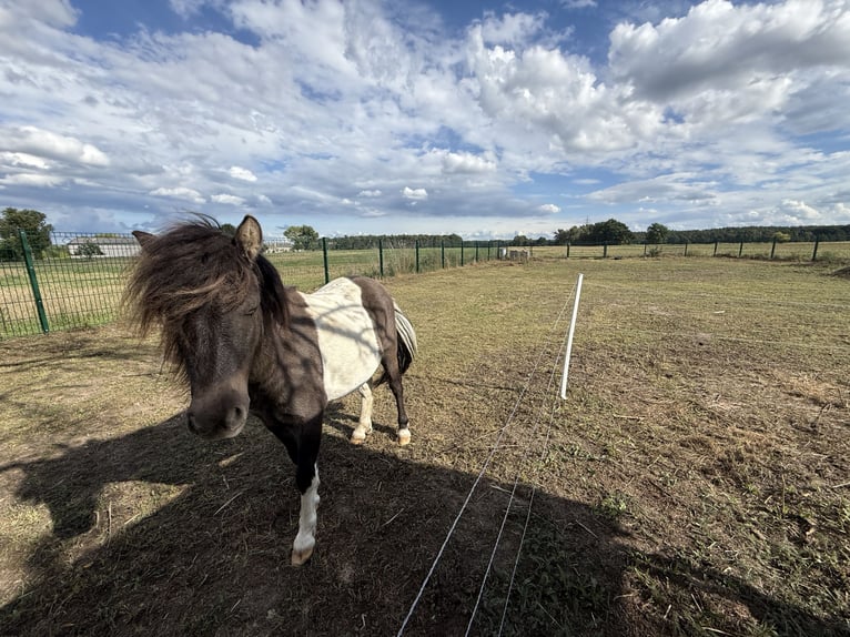 Shetland Castrone 2 Anni Pezzato in Schwanebeck