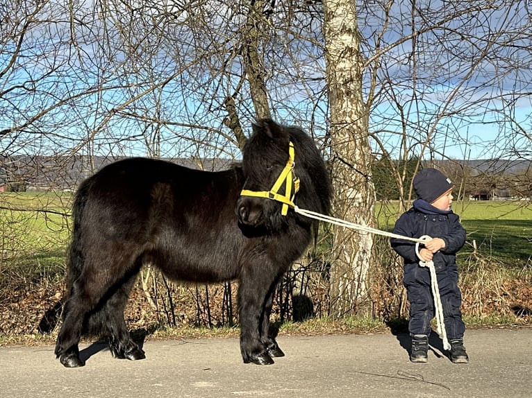 Shetland Castrone 3 Anni 100 cm Morello in Riedlingen