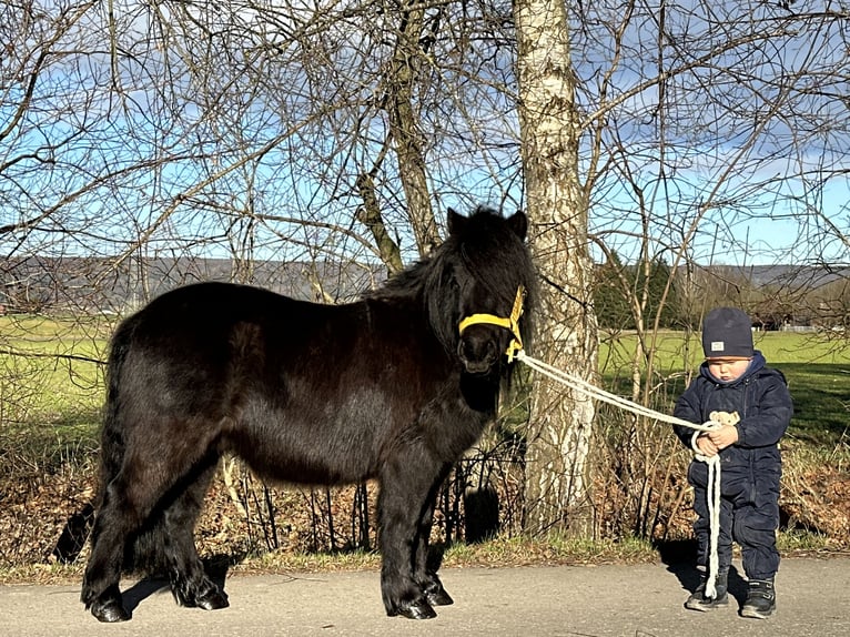 Shetland Castrone 3 Anni 100 cm Morello in Riedlingen