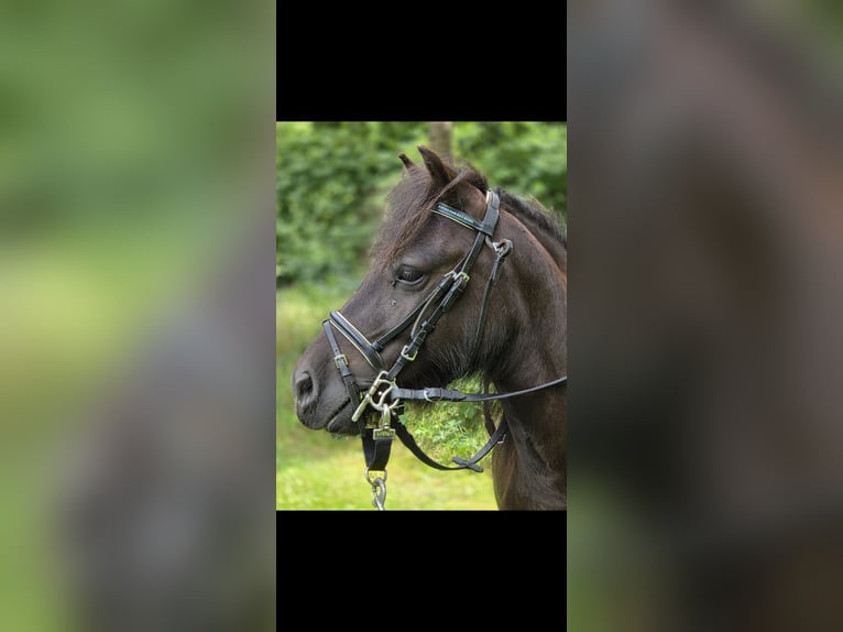 Shetland Castrone 3 Anni 100 cm Morello in Scherpenzeel