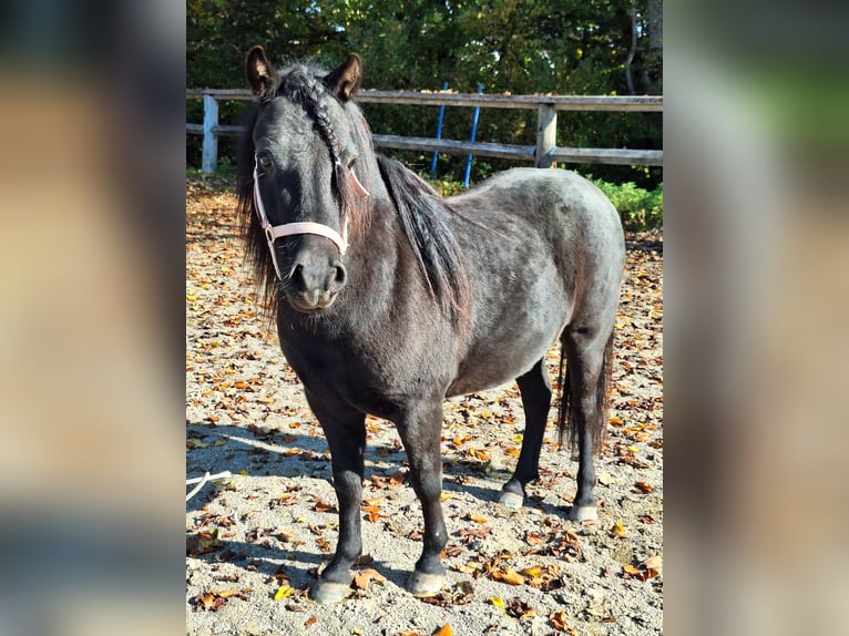 Shetland Castrone 3 Anni 100 cm Morello in Argenbühl