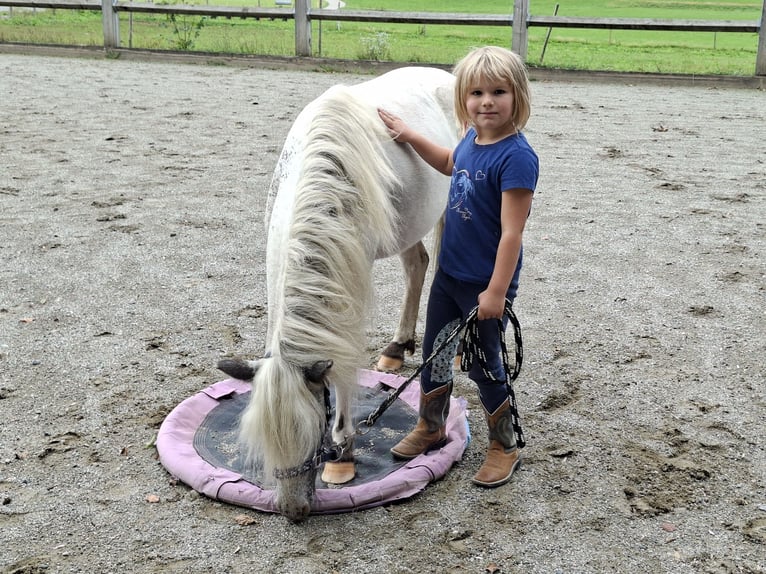 Shetland Castrone 3 Anni 102 cm Baio in Argenbühl