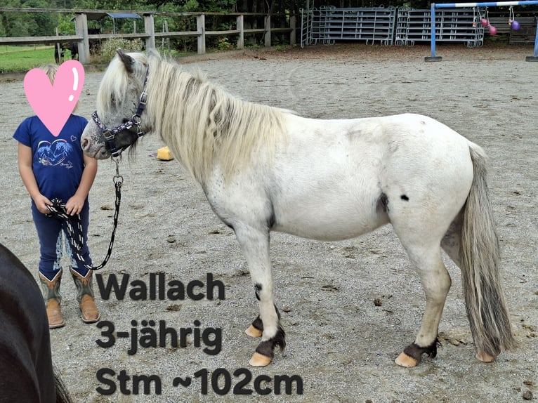 Shetland Castrone 3 Anni 102 cm Baio in Argenbühl
