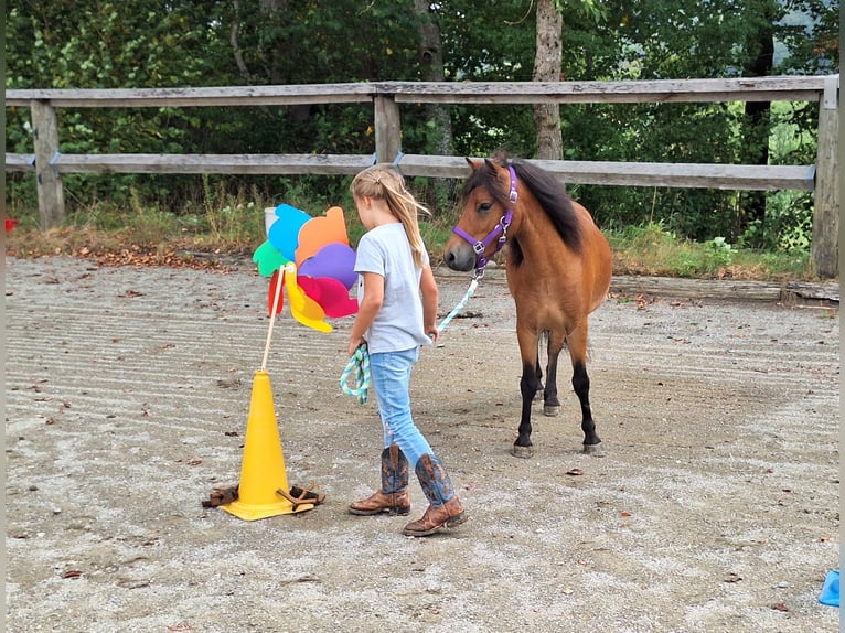 Shetland Castrone 3 Anni 102 cm Baio in Argenbühl