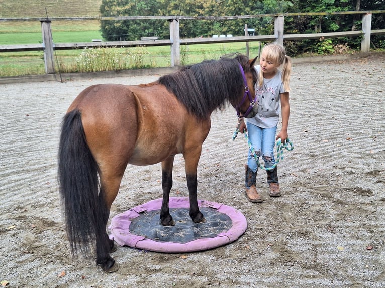 Shetland Castrone 3 Anni 102 cm Baio in Argenbühl