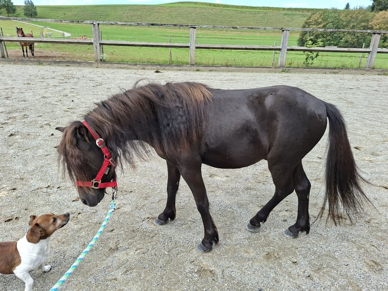 Shetland Castrone 3 Anni 102 cm Baio in Argenbühl