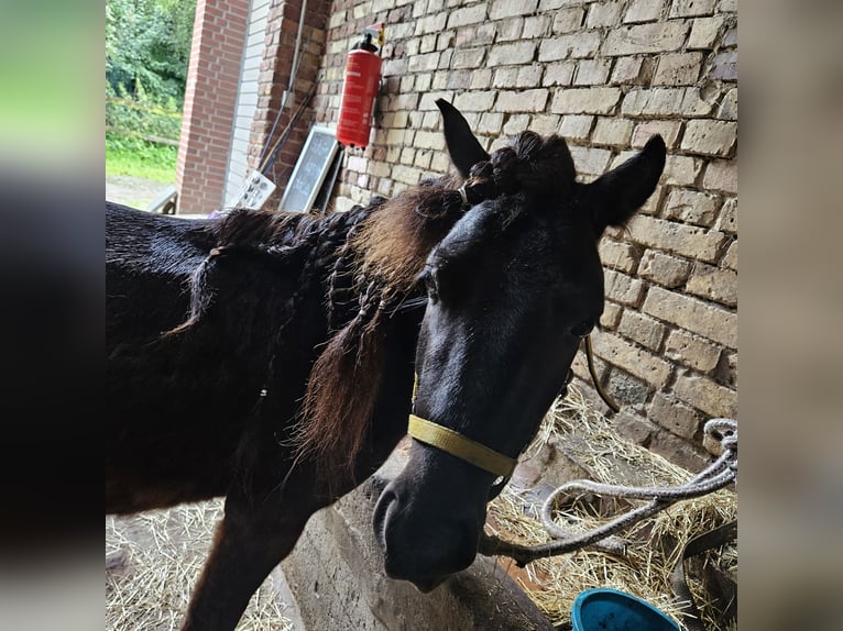 Shetland Castrone 3 Anni 104 cm Morello in Nordkirchen