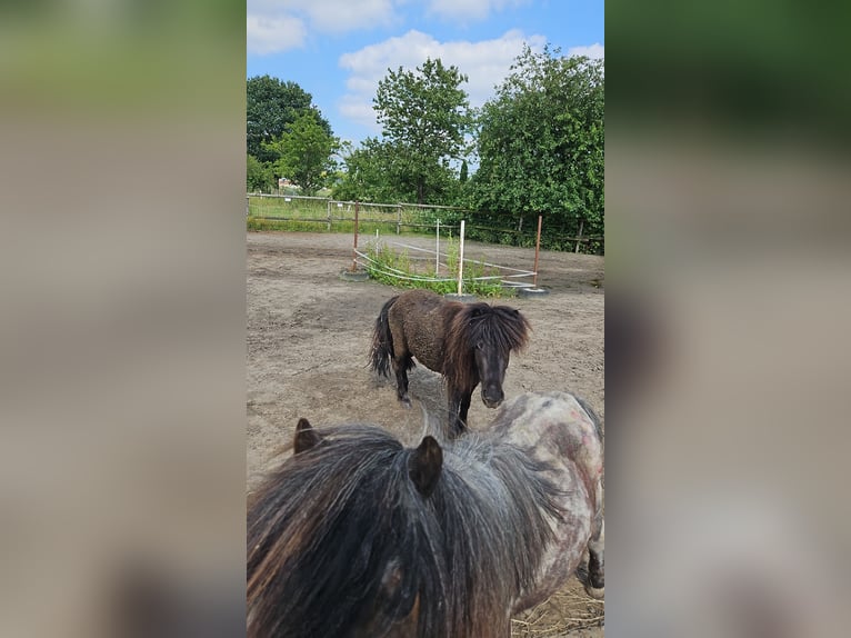 Shetland Castrone 3 Anni 104 cm Morello in Nordkirchen