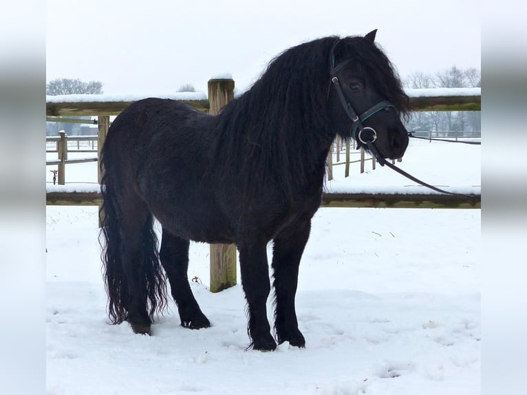 Shetland Castrone 3 Anni 105 cm Morello in Halle