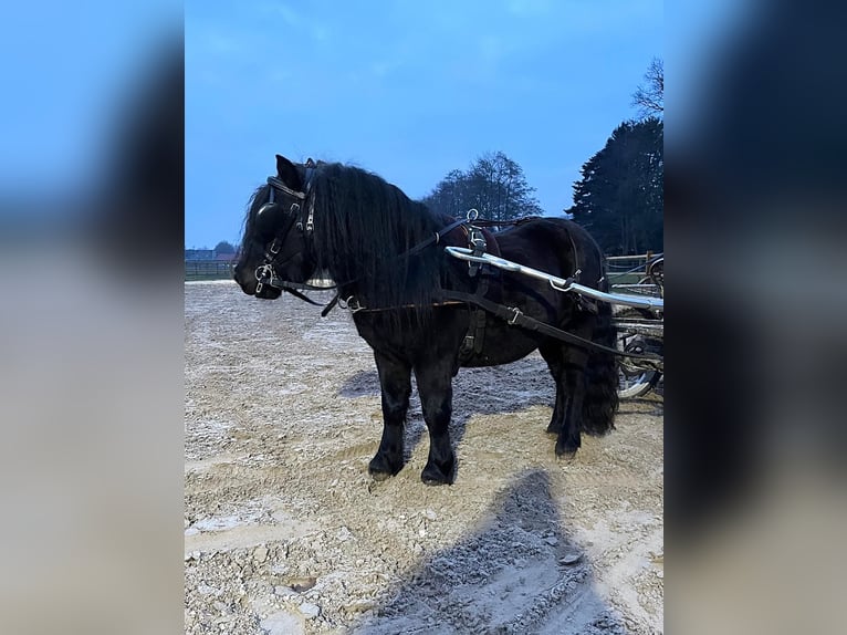 Shetland Castrone 3 Anni 105 cm Morello in Halle