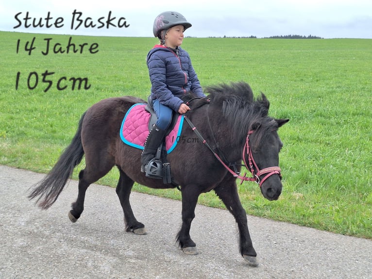 Shetland Castrone 3 Anni 105 cm Morello in Argenbühl