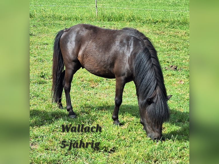 Shetland Castrone 3 Anni 105 cm Morello in Argenbühl