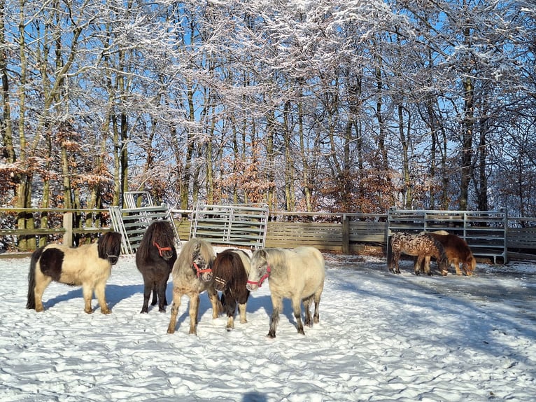 Shetland Castrone 3 Anni 107 cm Pezzato in Argenbühl