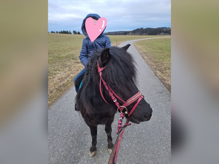 Shetland Castrone 3 Anni 112 cm Morello in Argenbühl