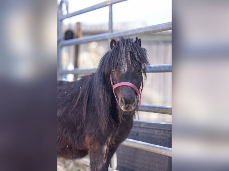 Shetland Castrone 3 Anni 81 cm Morello in Much