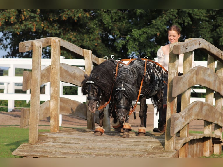 Shetland Castrone 3 Anni 82 cm in Oberlangen