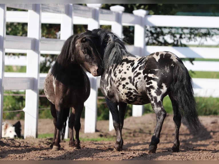 Shetland Castrone 3 Anni 82 cm in Oberlangen