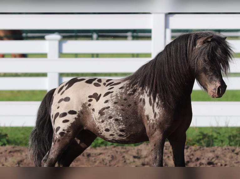 Shetland Castrone 3 Anni 82 cm in Oberlangen