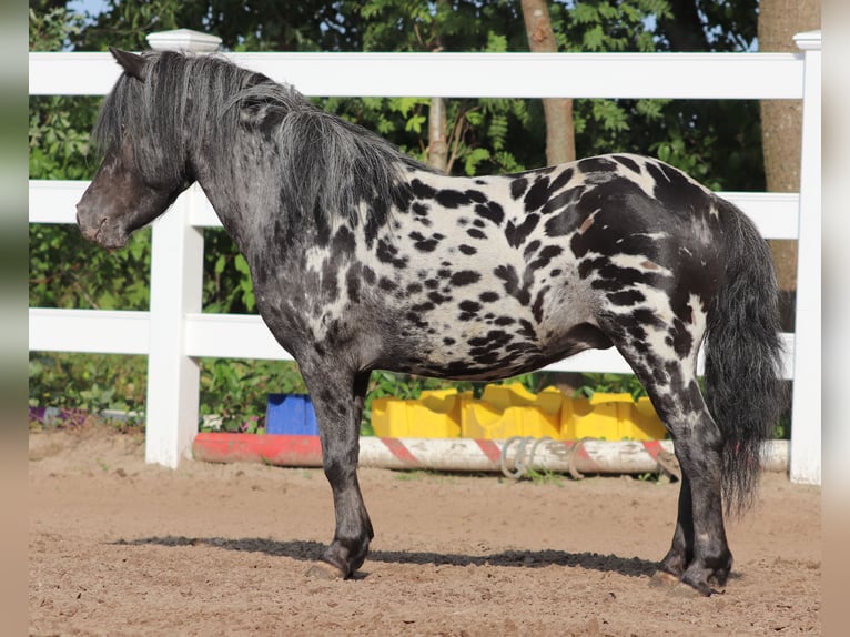 Shetland Castrone 3 Anni 82 cm in Oberlangen