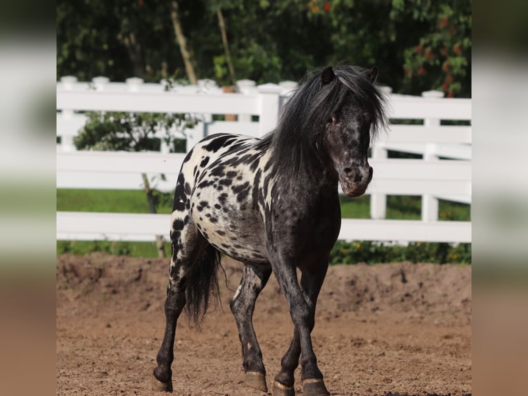 Shetland Castrone 3 Anni 82 cm in Oberlangen