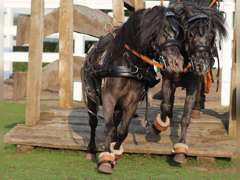 Shetland Castrone 3 Anni 82 cm in Oberlangen