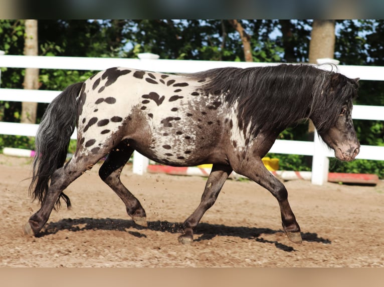 Shetland Castrone 3 Anni 82 cm in Oberlangen