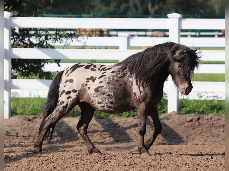 Shetland Castrone 3 Anni 82 cm in Oberlangen
