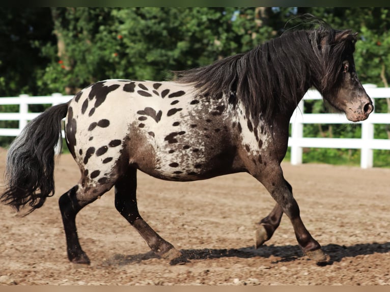 Shetland Castrone 3 Anni 82 cm in Oberlangen