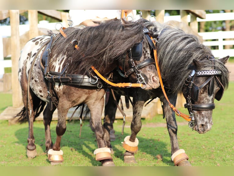Shetland Castrone 3 Anni 82 cm in Oberlangen