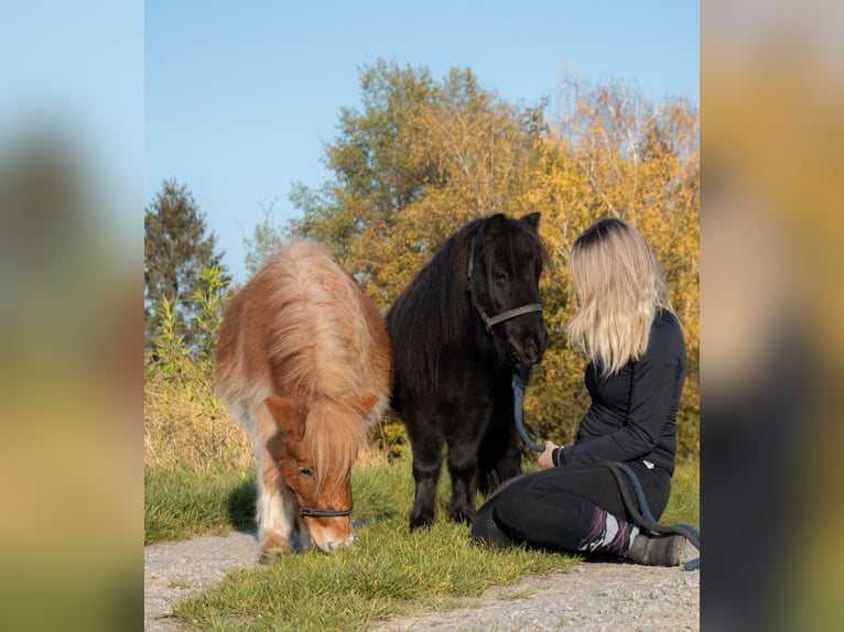 Shetland Castrone 3 Anni 90 cm Morello in Bruchsal