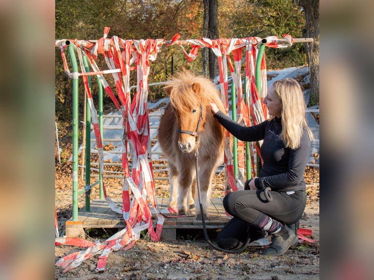 Shetland Castrone 3 Anni 90 cm Morello in Bruchsal