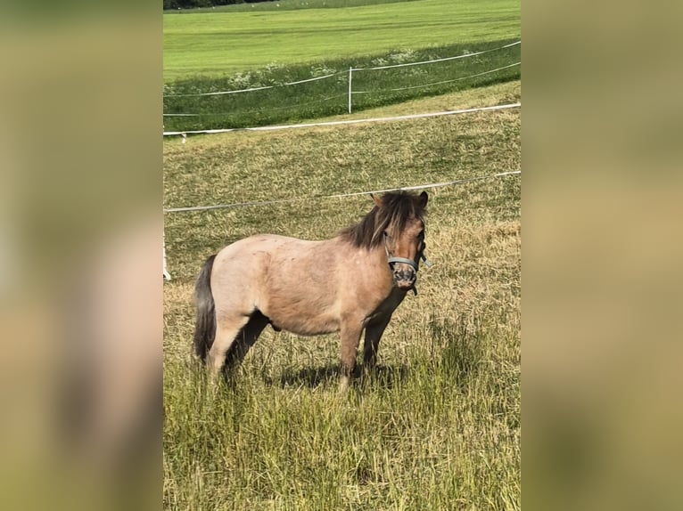 Shetland Castrone 3 Anni 92 cm Baio ciliegia in Frankenberg (Eder)