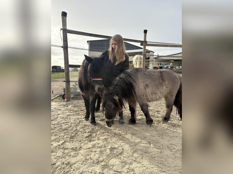 Shetland Castrone 3 Anni 92 cm Morello in Grafschaft