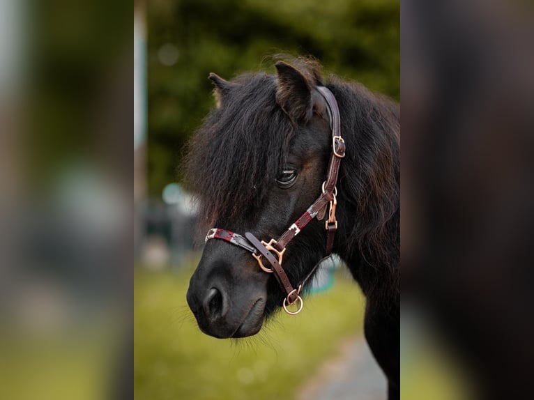 Shetland Castrone 3 Anni 95 cm Morello in Siegen