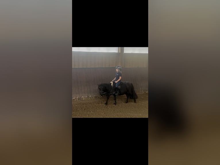 Shetland Castrone 3 Anni 95 cm Morello in Siegen