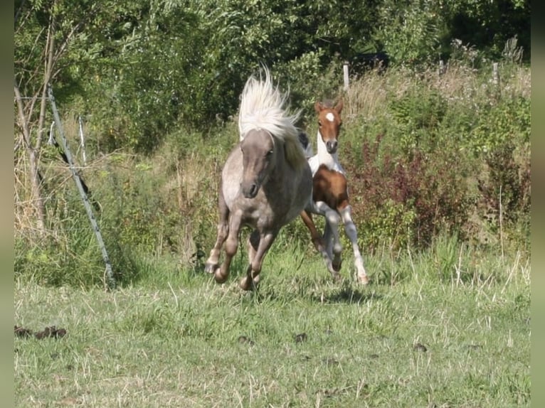 Shetland Castrone 3 Anni 98 cm  in Lindlar