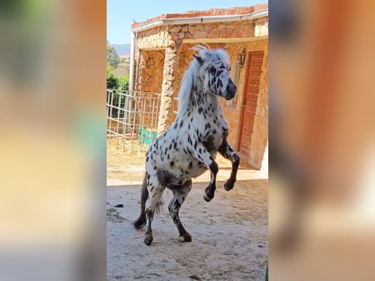 Shetland Castrone 3 Anni Overo-tutti i colori in Medina de Pomar