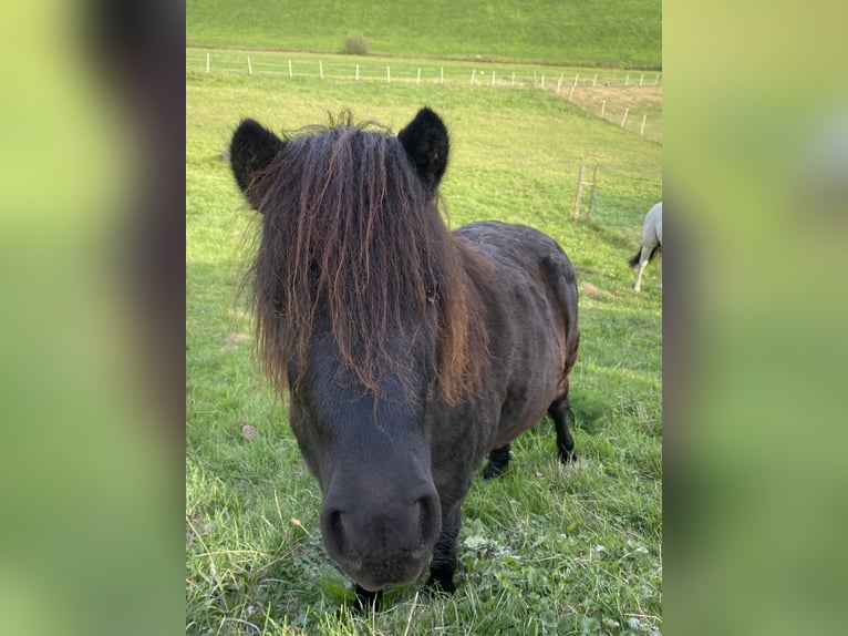 Shetland Castrone 4 Anni 105 cm Morello in Grafenau