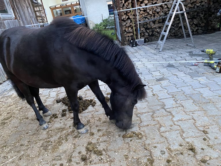 Shetland Castrone 4 Anni 105 cm Morello in Grafenau