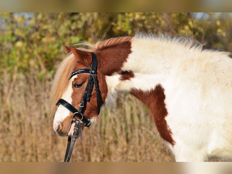 Shetland Castrone 4 Anni 107 cm Pezzato in Radziejów