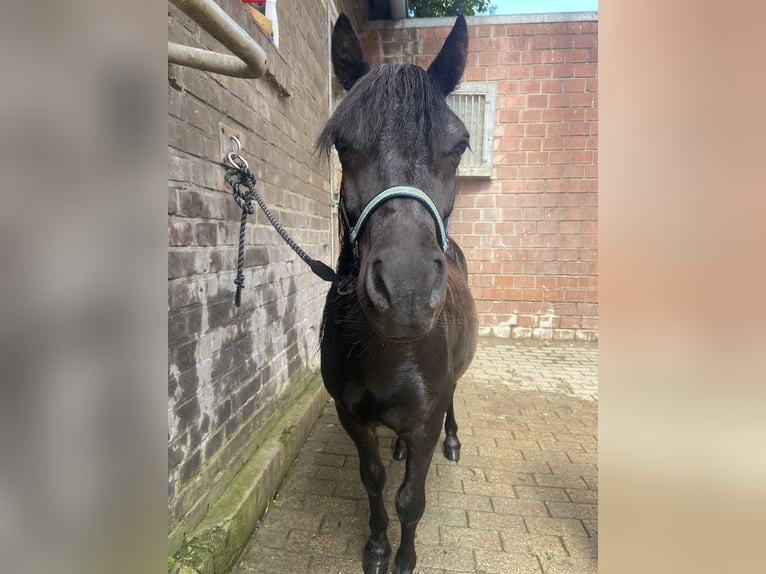 Shetland Castrone 4 Anni 110 cm Baio in Dülmen