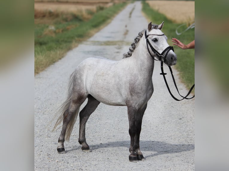 Shetland Castrone 4 Anni 110 cm Grigio in Rudersdorf