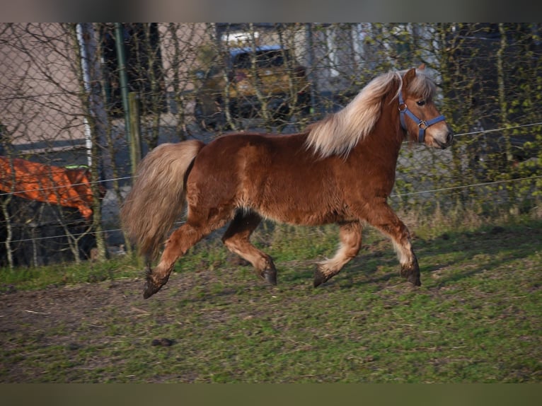 Shetland Castrone 4 Anni 110 cm Sauro in Achtmaal