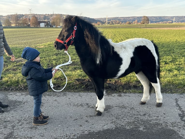 Shetland Castrone 4 Anni 114 cm Pezzato in Riedlingen