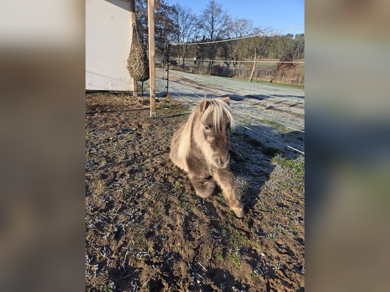 Shetland Castrone 4 Anni 82 cm Falbo in D&#xF6;llen